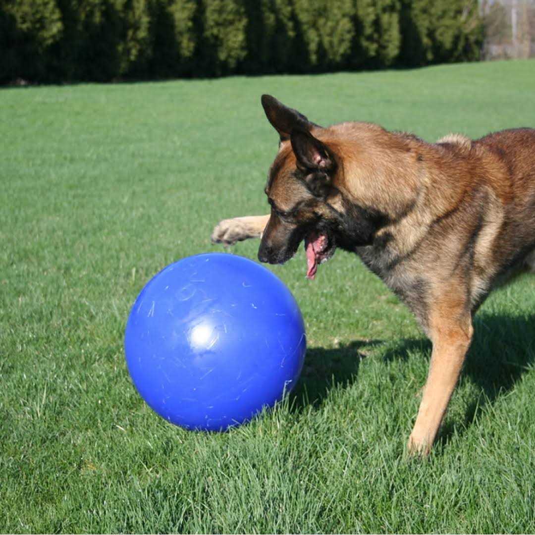 Push n Play Ball Q428