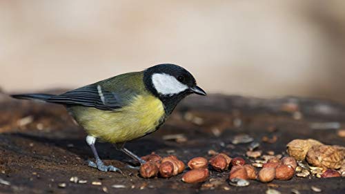Shelled Peanuts 45LB Bag B65067
