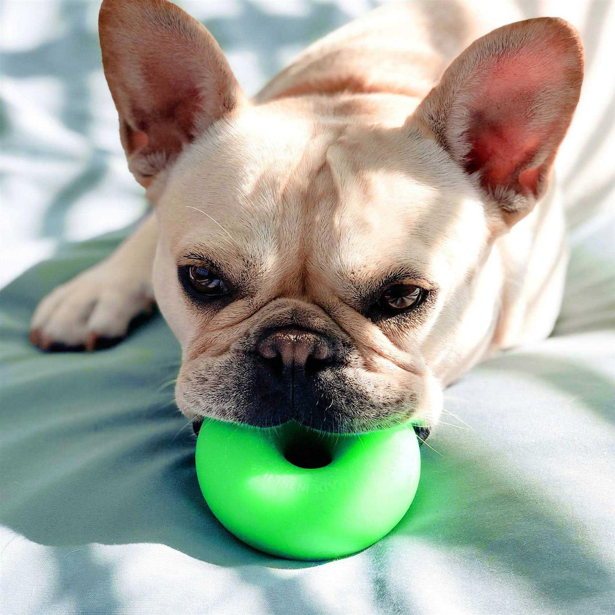Dog Toy W91192