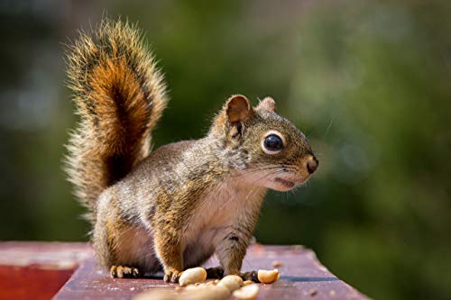 Shelled Peanuts 45LB Bag B65067