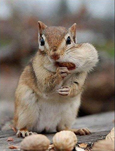 Shelled Peanuts 45LB Bag B65067