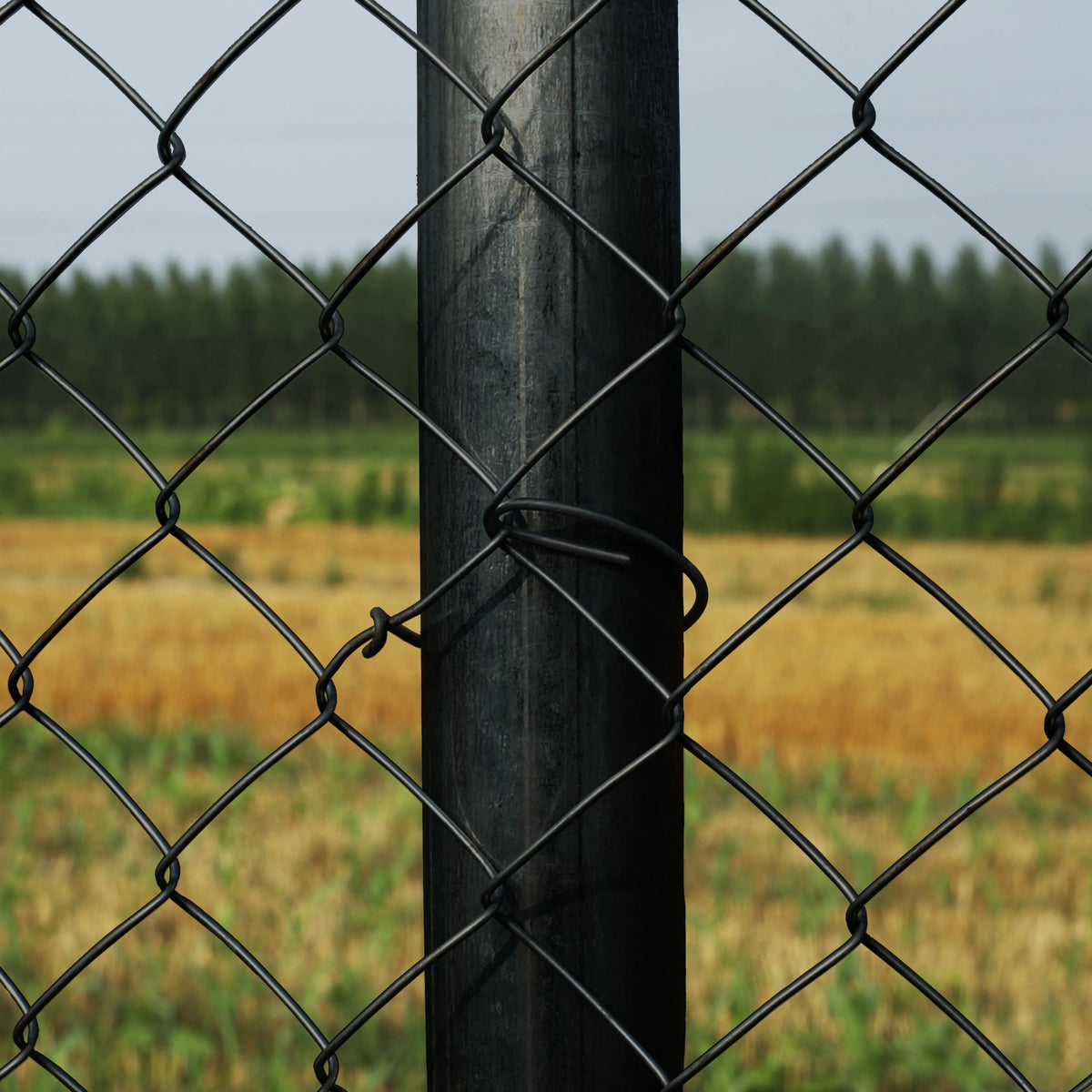Black PVC Coated Chain Link Steel Fence 5X50 ft T5154