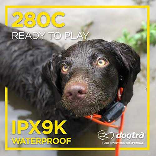 Dog Remote Training Collar P3609