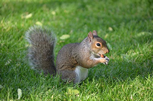 Shelled Peanuts 45LB Bag B65067