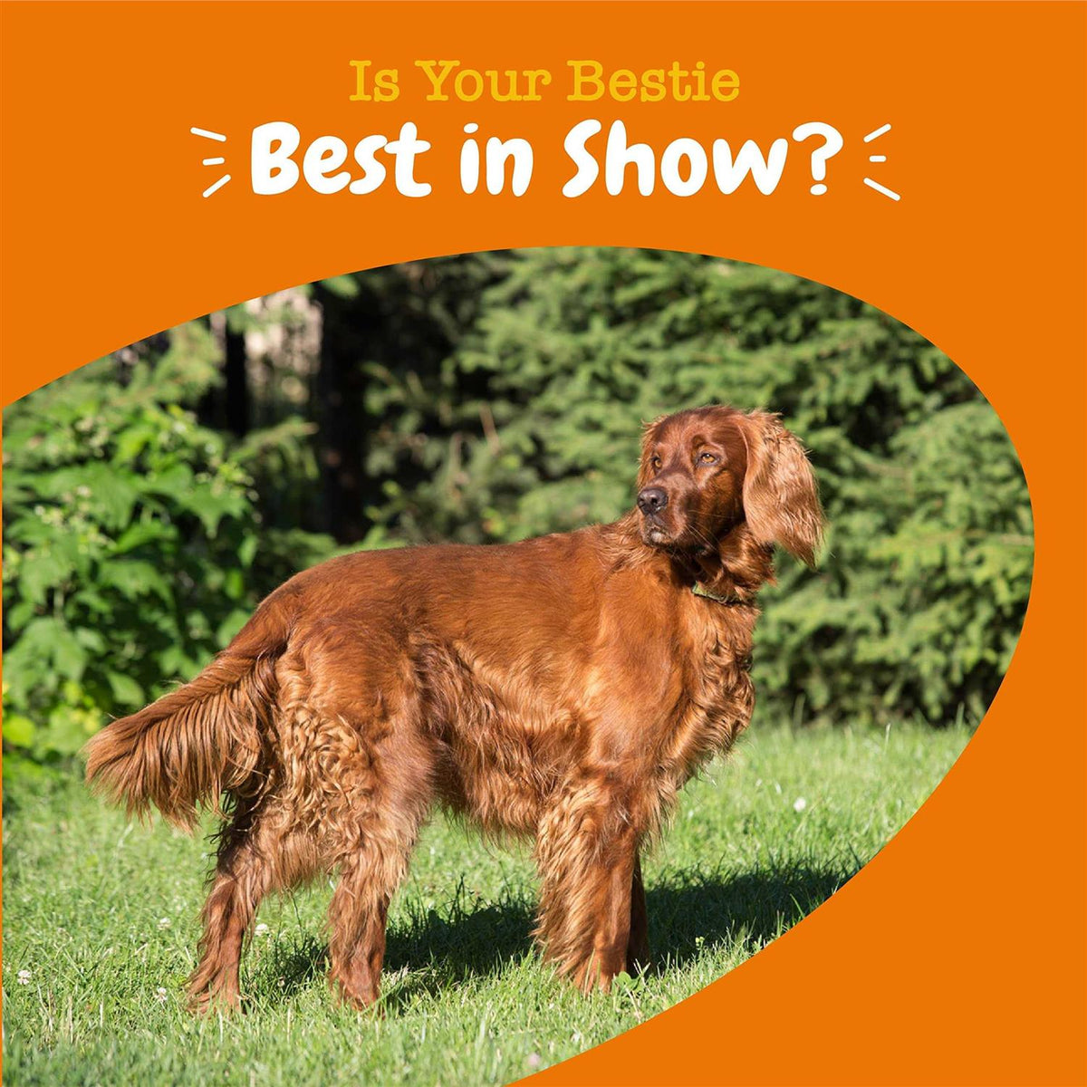 Omega Bites for Dogs Skin R594887